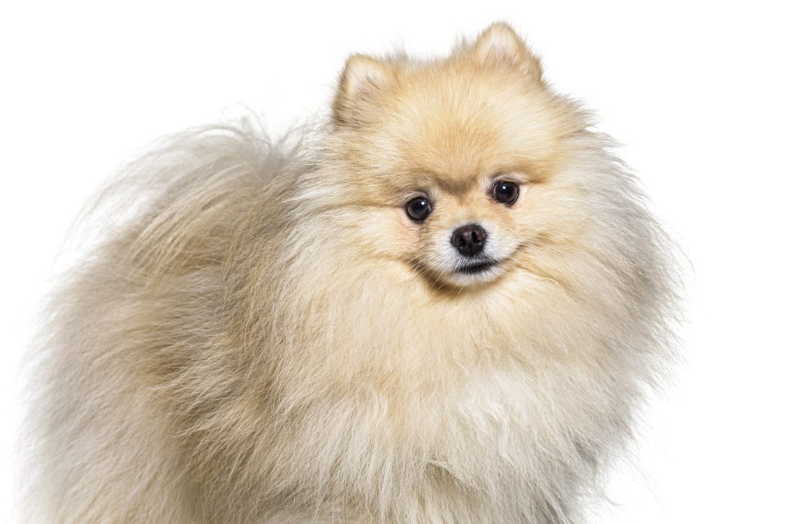 Apricot pomeranian hot sale